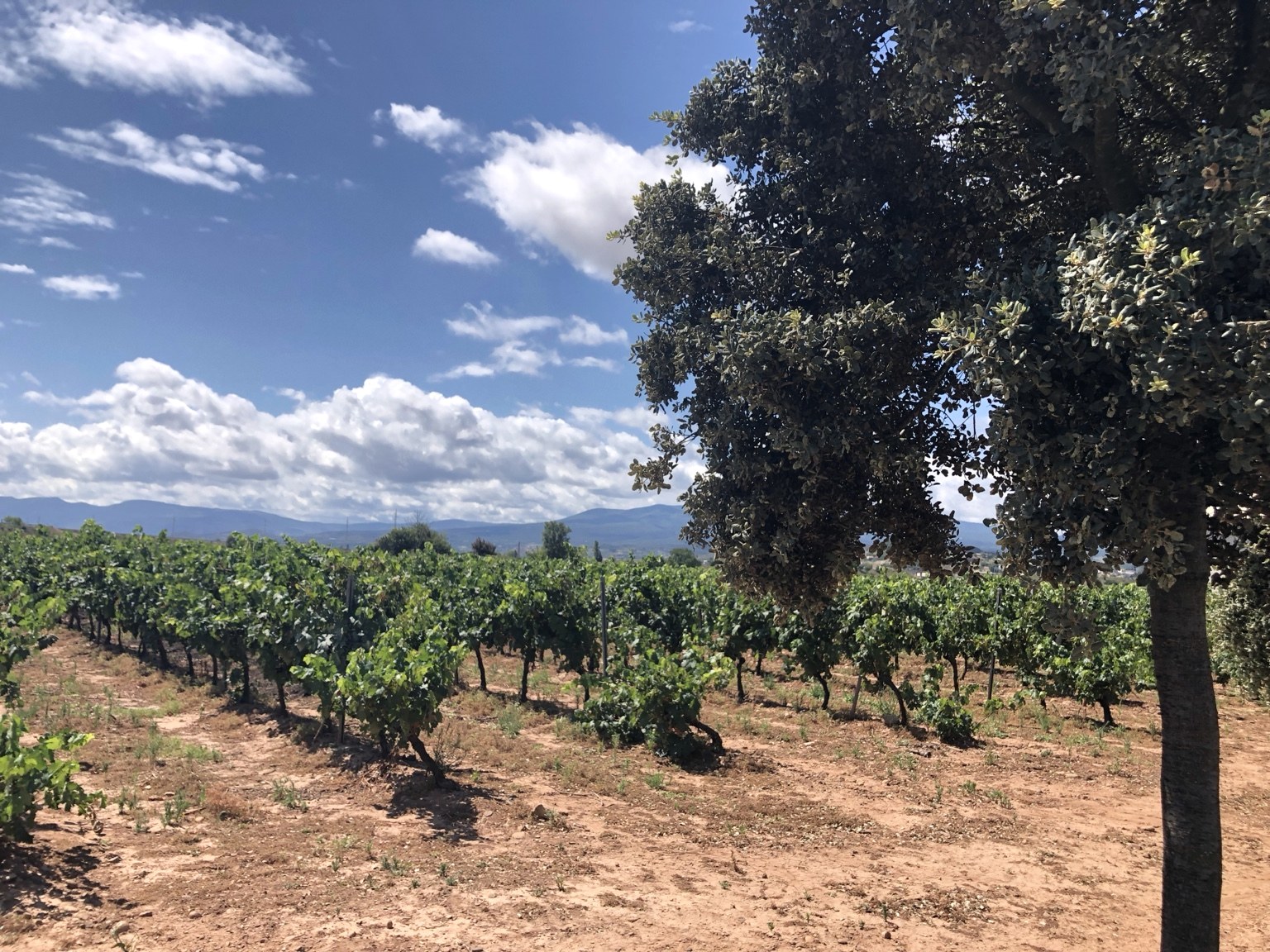 Viñedo familiar de Propiedad Grial junto a una encina